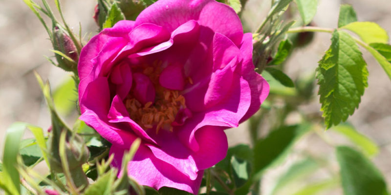 rose du rosarium