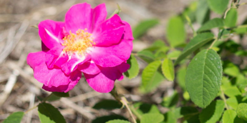 rose du rosarium