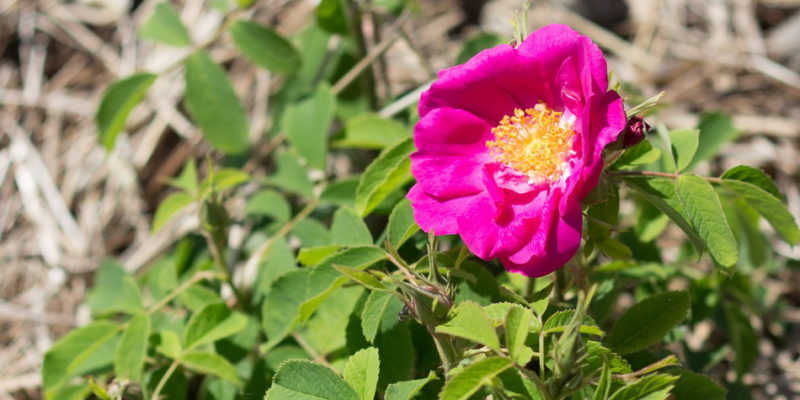 Une des toutes premières roses du Rosarium d'Autun