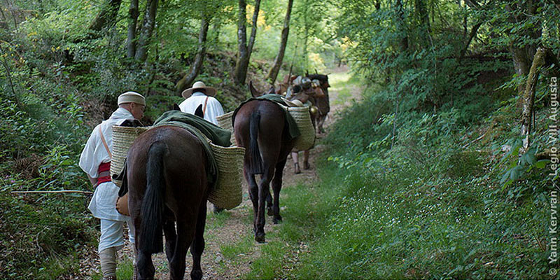 Les mules, marchant derrière les légionnaires romains